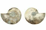 Cut & Polished, Agatized Ammonite Fossil - Madagascar #317696-1
